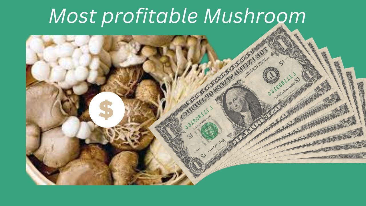 THE MOST PROFITABLE  MUSHROOM TO GROW COMMERCIALLY TO MAXIMIZE PROFIT