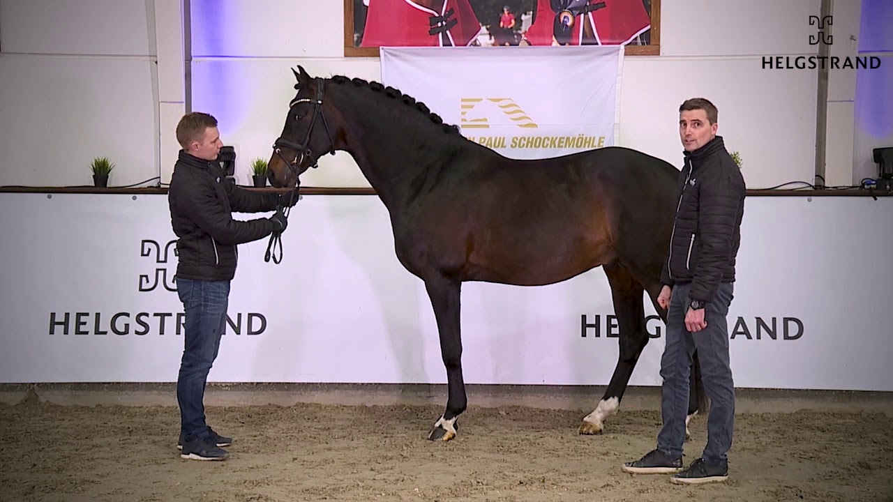 Franklin by Ampére / Ferro - stallion born 2010 (ENG)