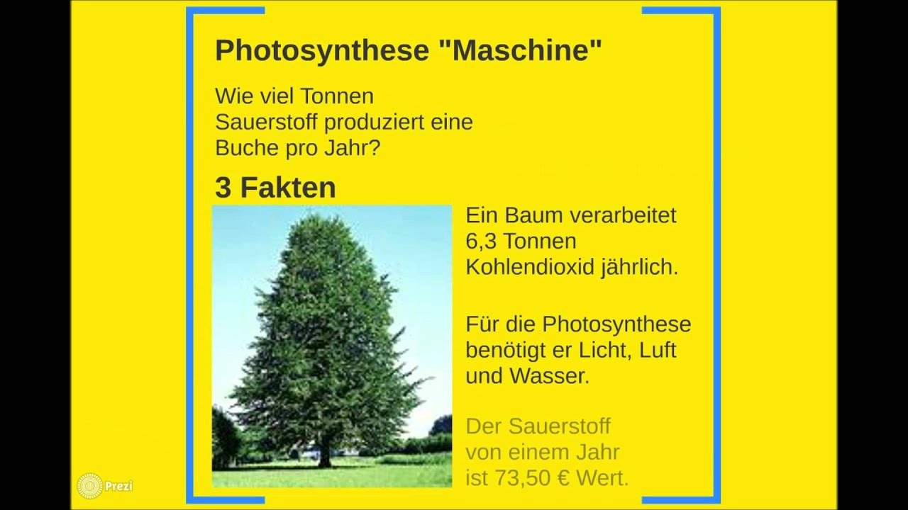 Der Wert eines Baumes