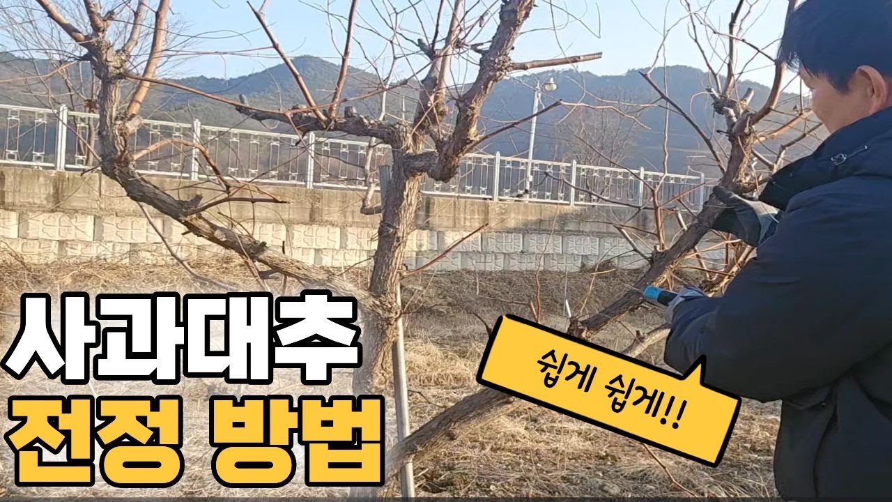 사과대추나무 전지, 전정(가지치기) 누구나 쉽게 할 수 있습니다.