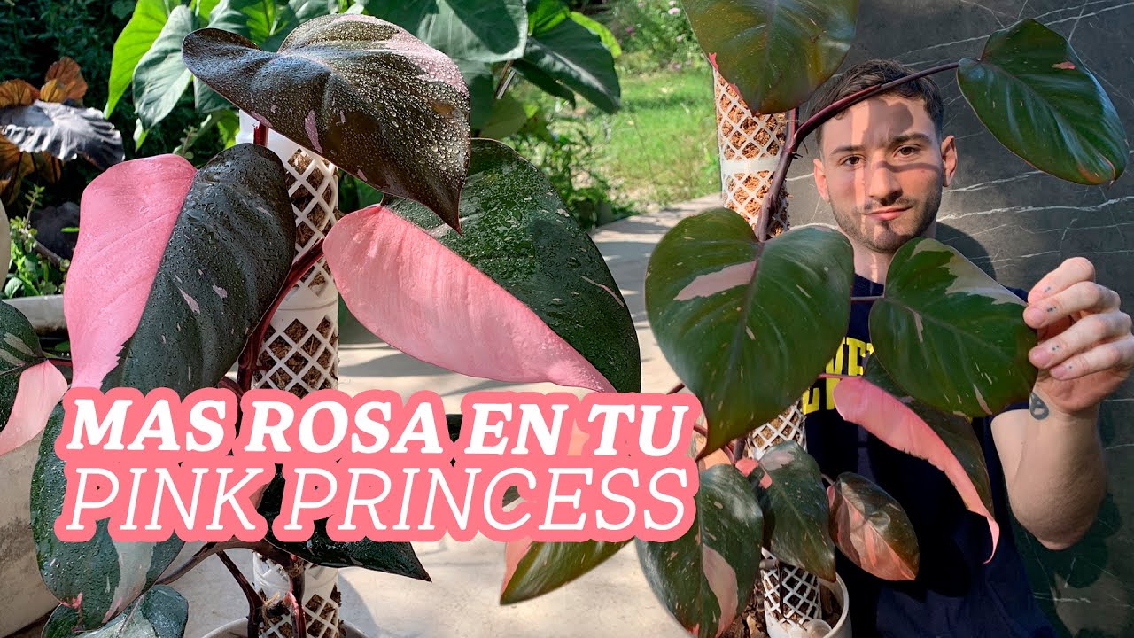 Cuidados del Philodendron Pink Princess! Claves para mantener su variegado rosa!