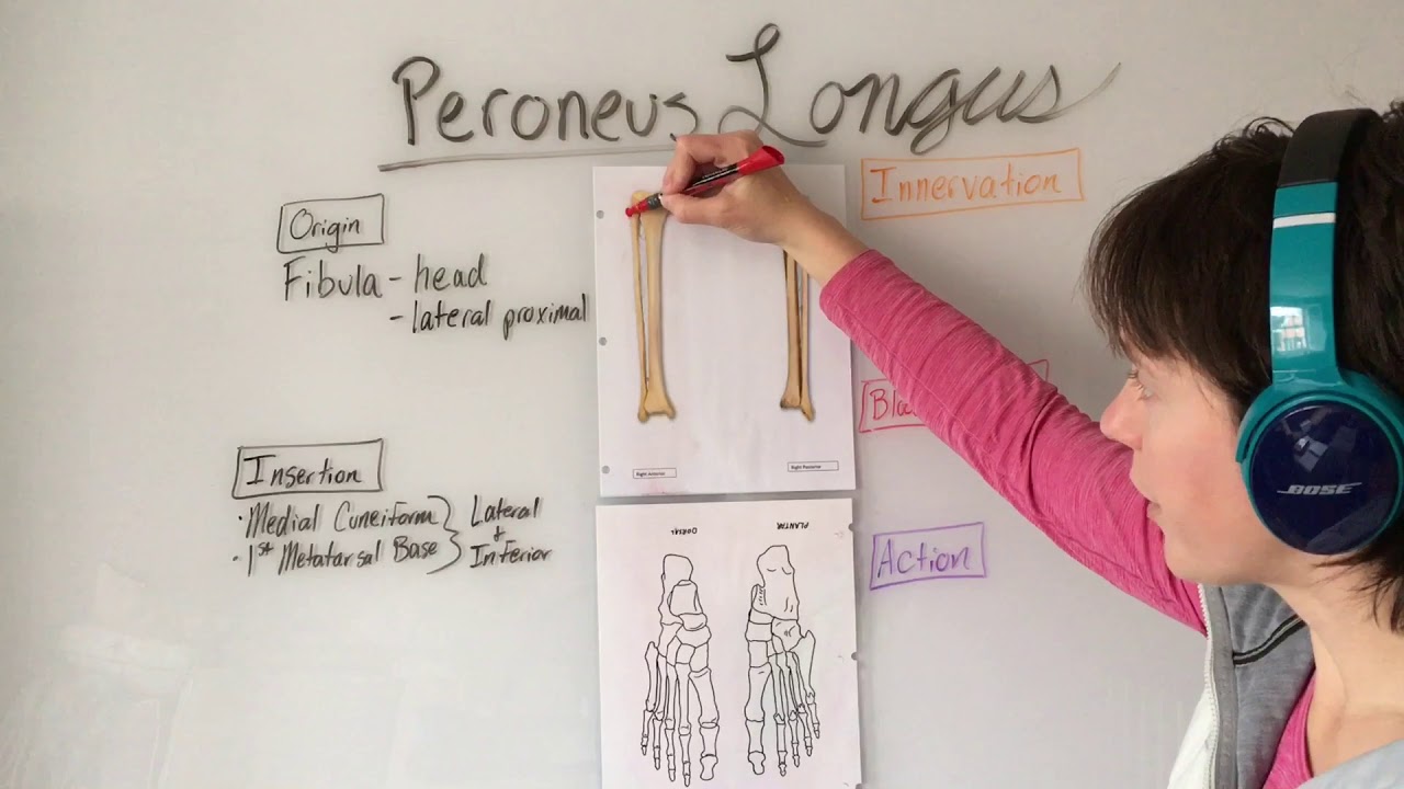 Peroneus Longus Muscle Anatomy