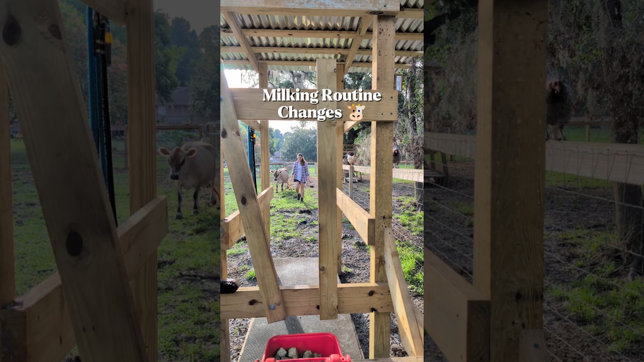 Who does most of the milking of our milk cow? 🐮 #dairycows #dairygoats #homesteading #urbanfarming