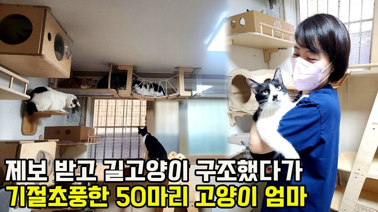 아픈 길고양이 돌보다 2억 빚더미 오른 50마리 고양이 엄마 