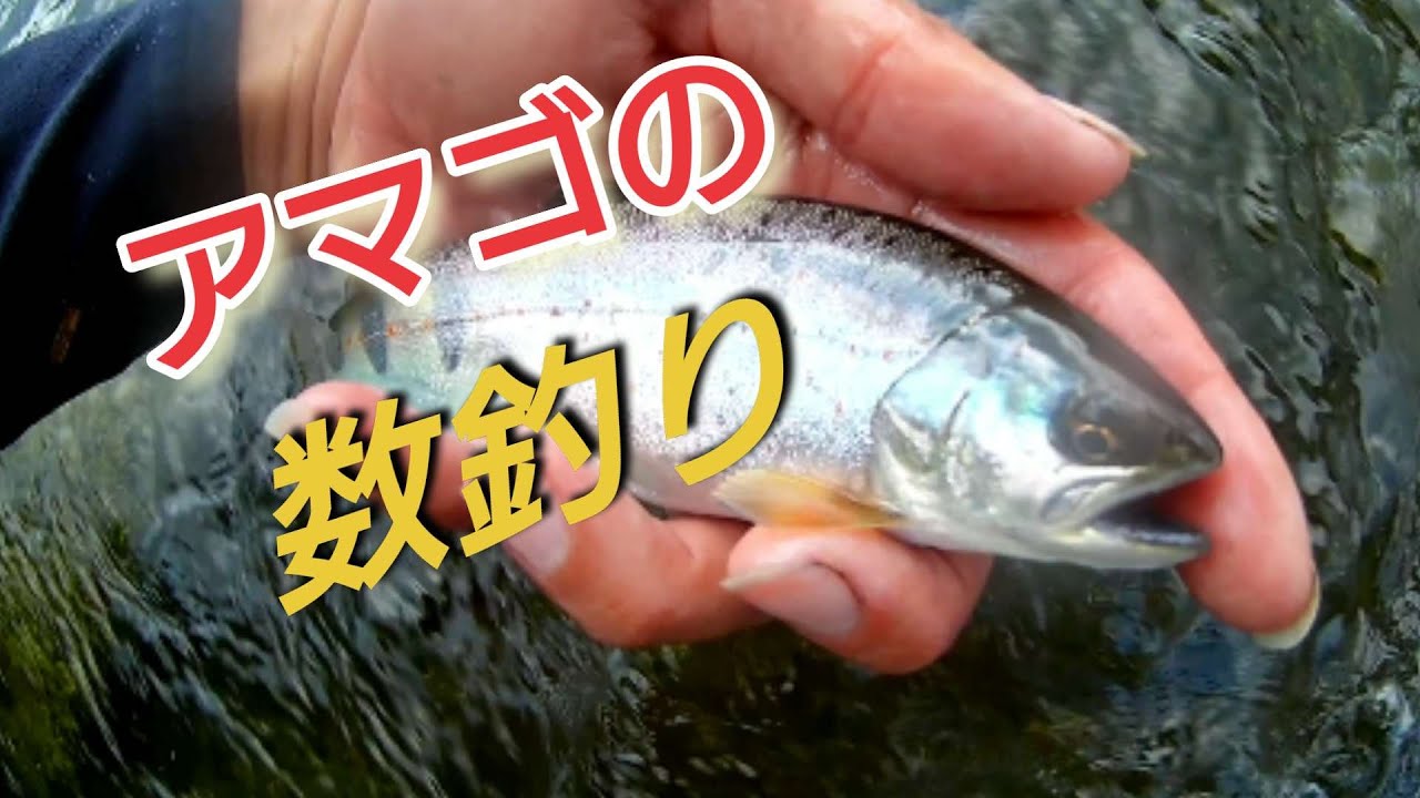 【渓流釣り】【餌釣り】活発にエサ取りをするアマゴの数釣り。