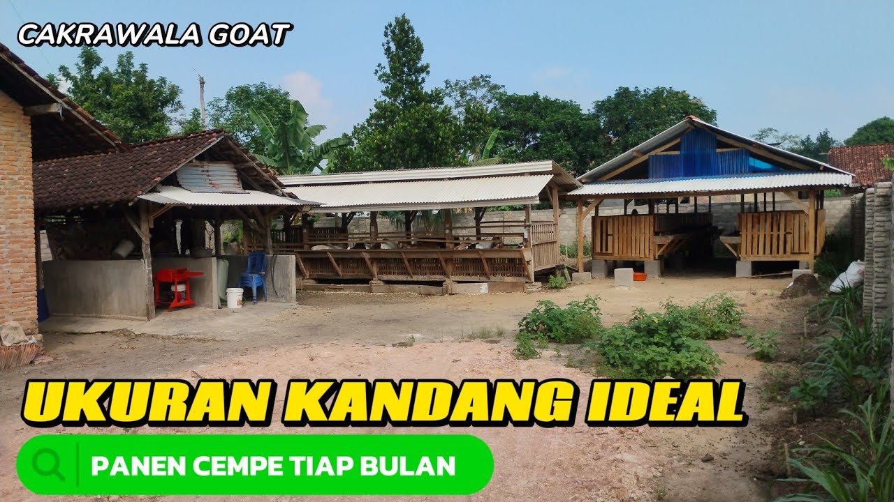 KANDANG IDEAL UNTUK BREEDING KAMBING