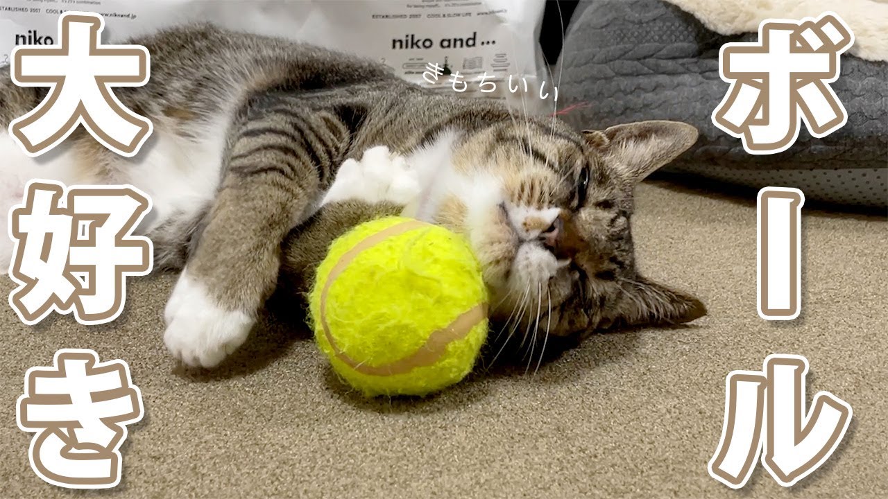 うざいほど絡んでくる飼い主と一緒に遊んでくれる猫が可愛すぎた