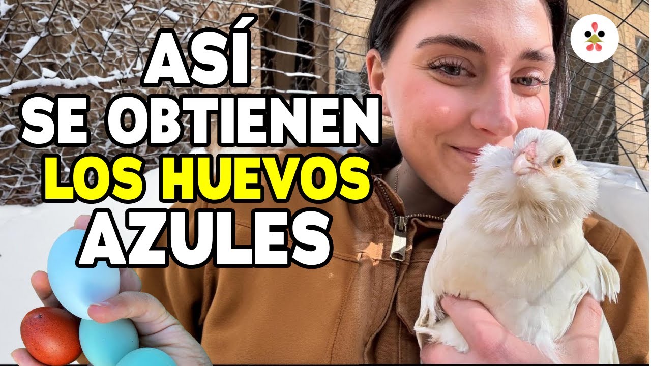 10 Cosas que NO sabias de las gallinas que ponen huevos azules