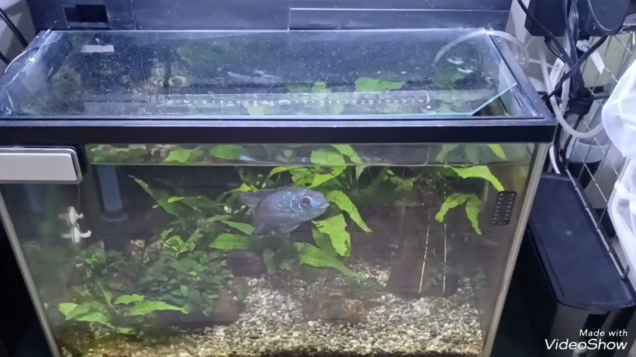 水槽紹介②45cm枠有のコバルトブルーアカラ単独飼育水槽