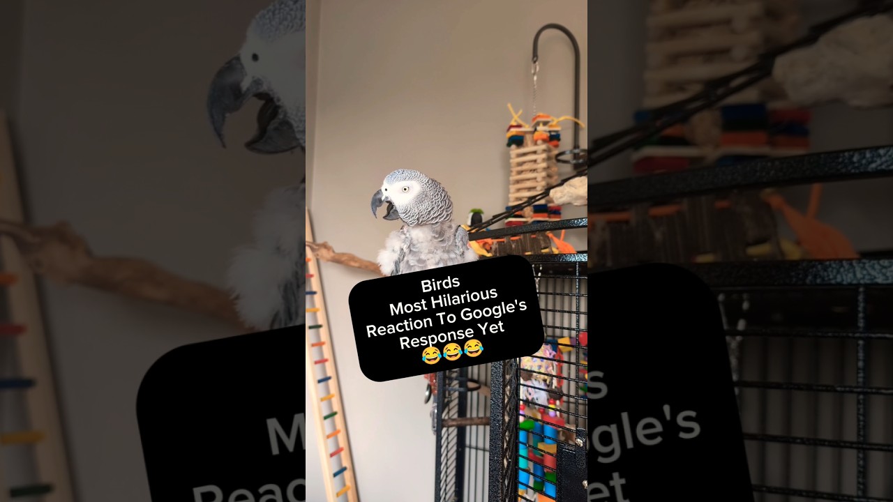 Birds Hilarious Reaction Of Google's Response 😂 #google #funny #talkingparrot #parrot #bird #amazing