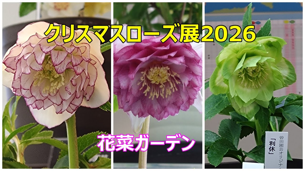2026クリスマスローズ展　花菜ガーデン　横山園芸　加藤農園　曽田園芸　花郷園　M＆Bフローラー　野田園芸