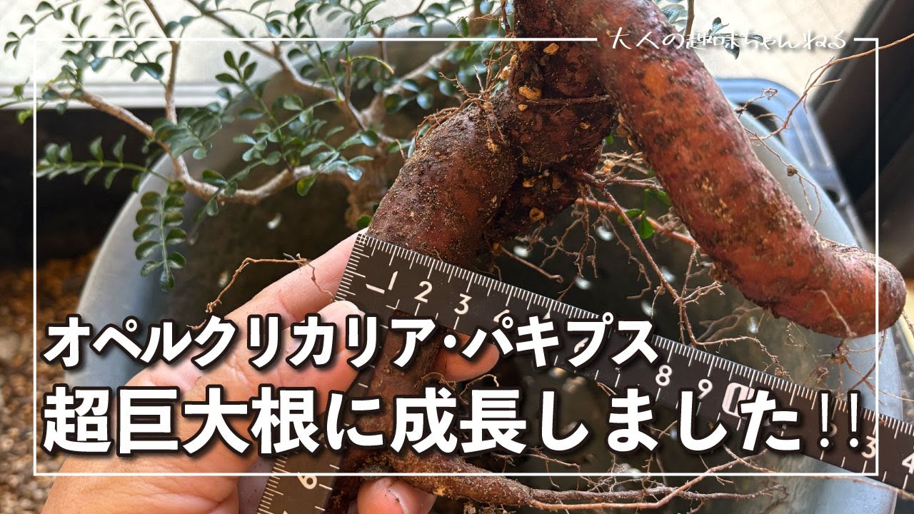 【塊根植物】オペルクリカリア パキプス超巨大根に成長しました！