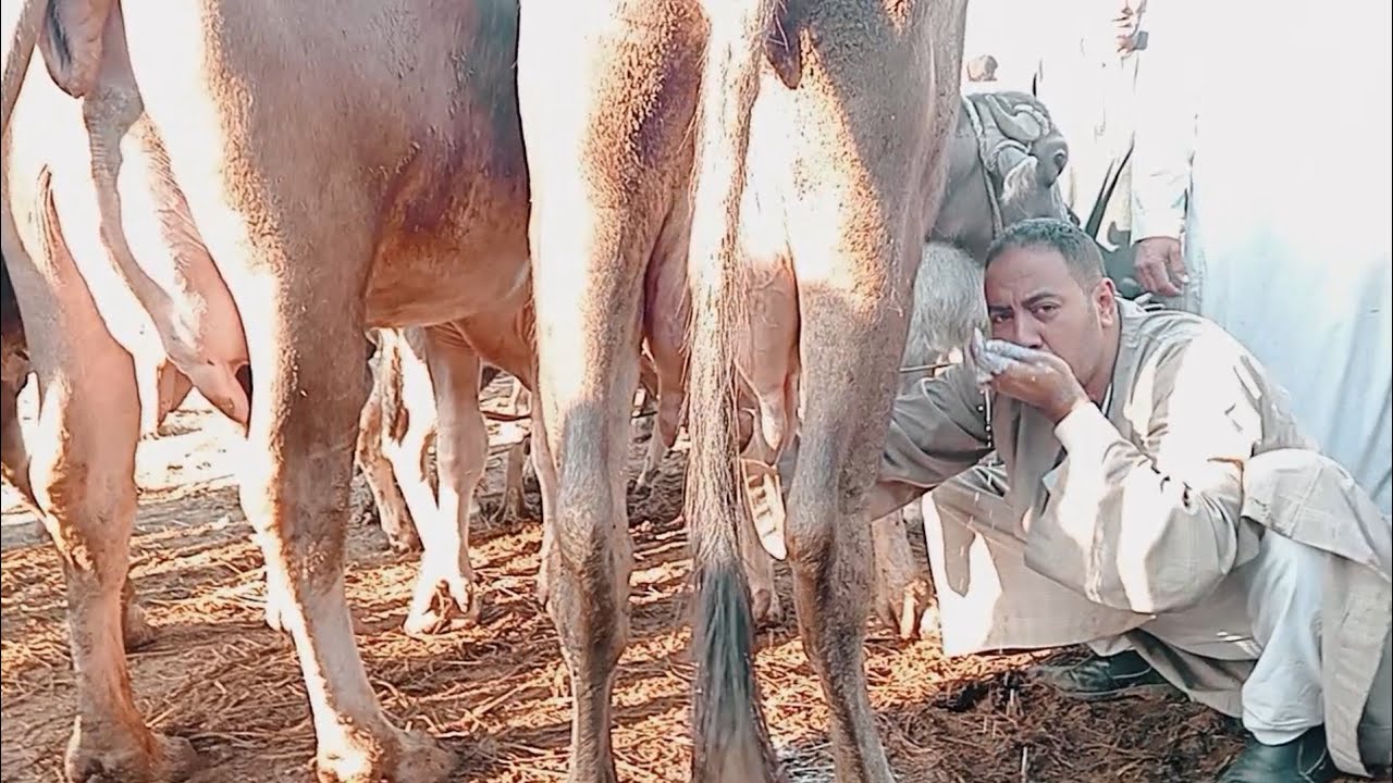 اسعار الجاموس الوالد والعشر واللبن في سوق التوفيقيه بحيره اليوم