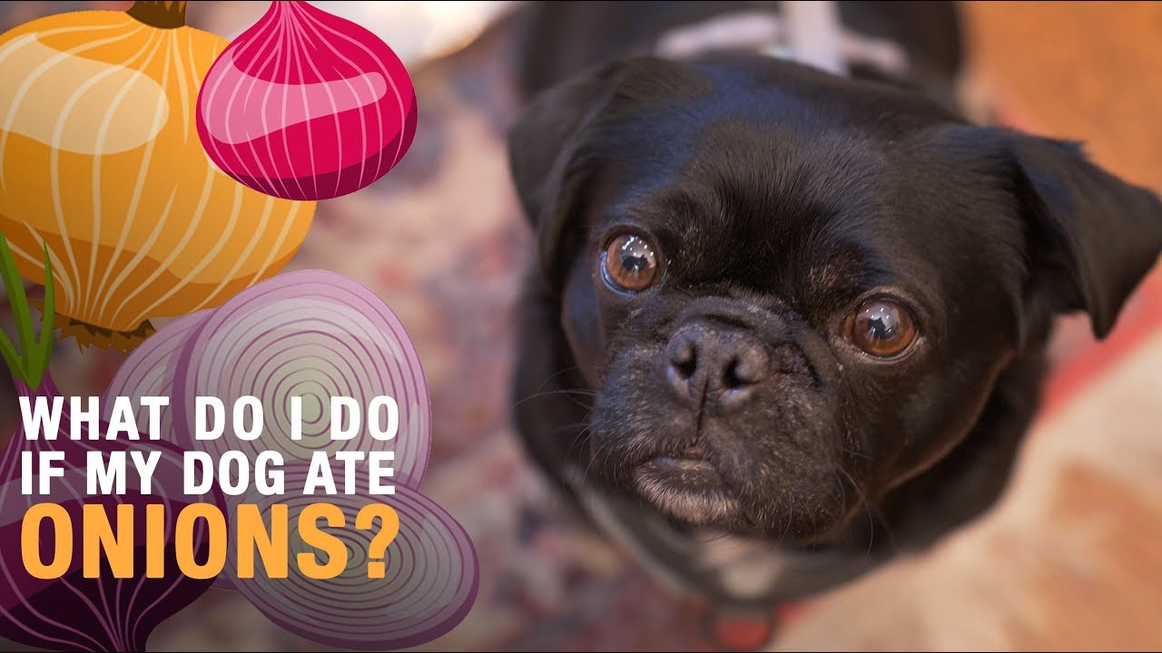 My Dog Ate Onions, What Do I Do?