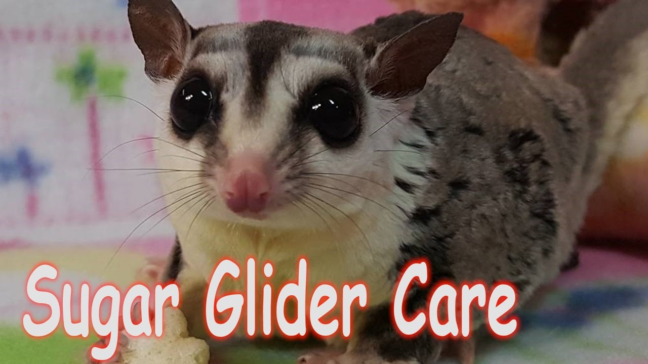 Sugar Glider Care - Requested