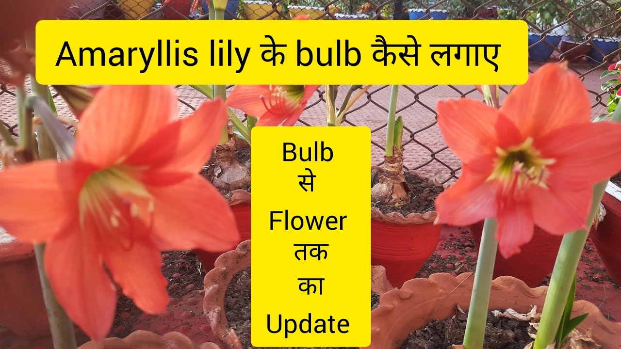 Amaryllis lily को bulb कैसे लगाए। bulb se flower  तक का Update #how to grow and care Amaryllis lily