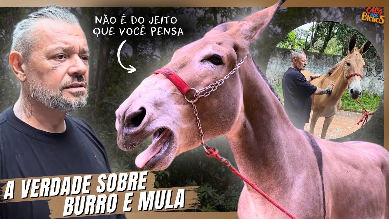 OLHA O TAMANHO DESSE JUMENTO! | A CASA DOS BICHOS