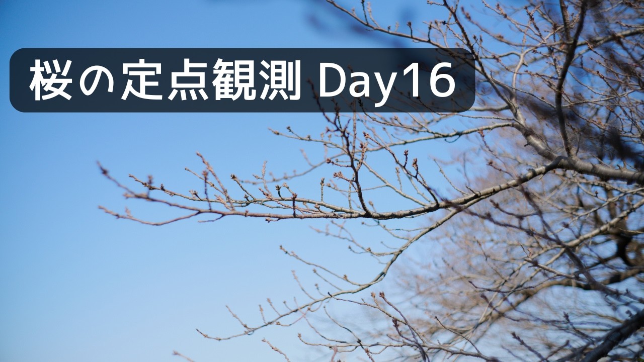 【桜Vlog】Day16｜Sakura｜Japan Sakura Walk 4K｜POV