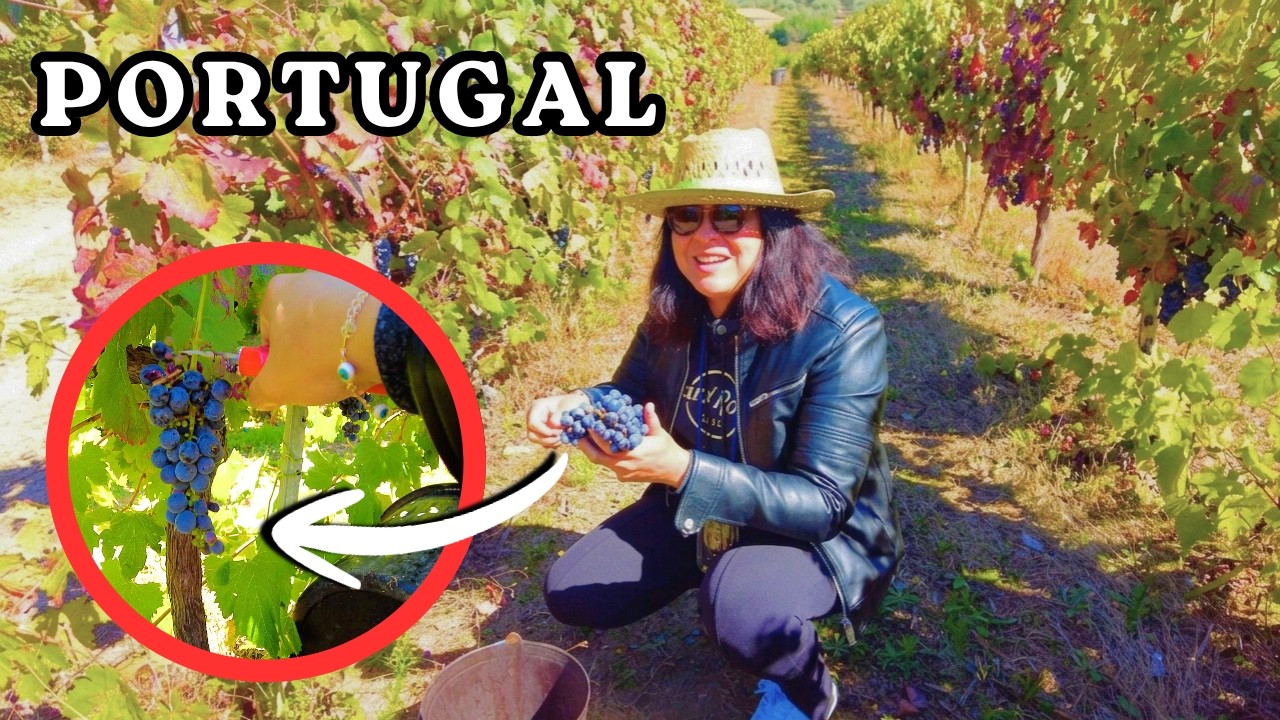 Vindima na Quinta em Portugal - Colhemos Uvas e Amassamos Com os Pés