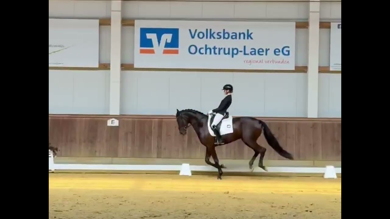 ** Sold USA 🇺🇸 ** 5 y old mare by First Samarant 