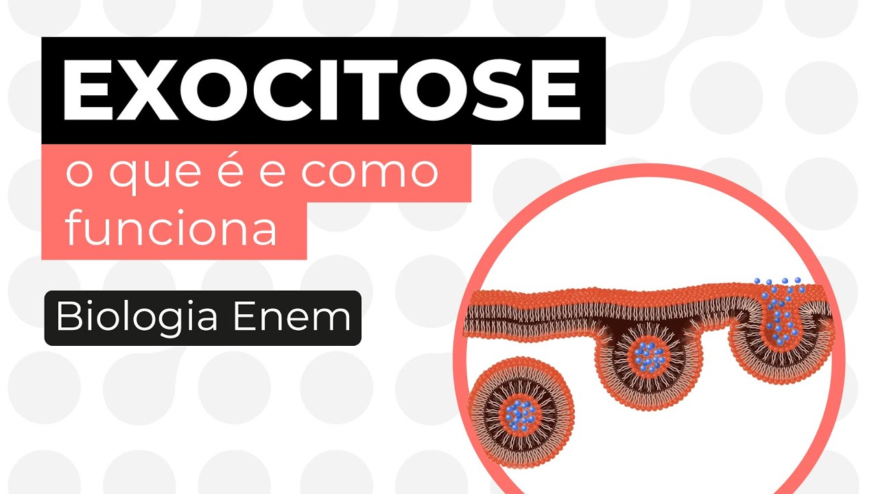 EXOCITOSE: o que é e como funciona | Biologia para o Enem | Cláudia de Souza Aguiar
