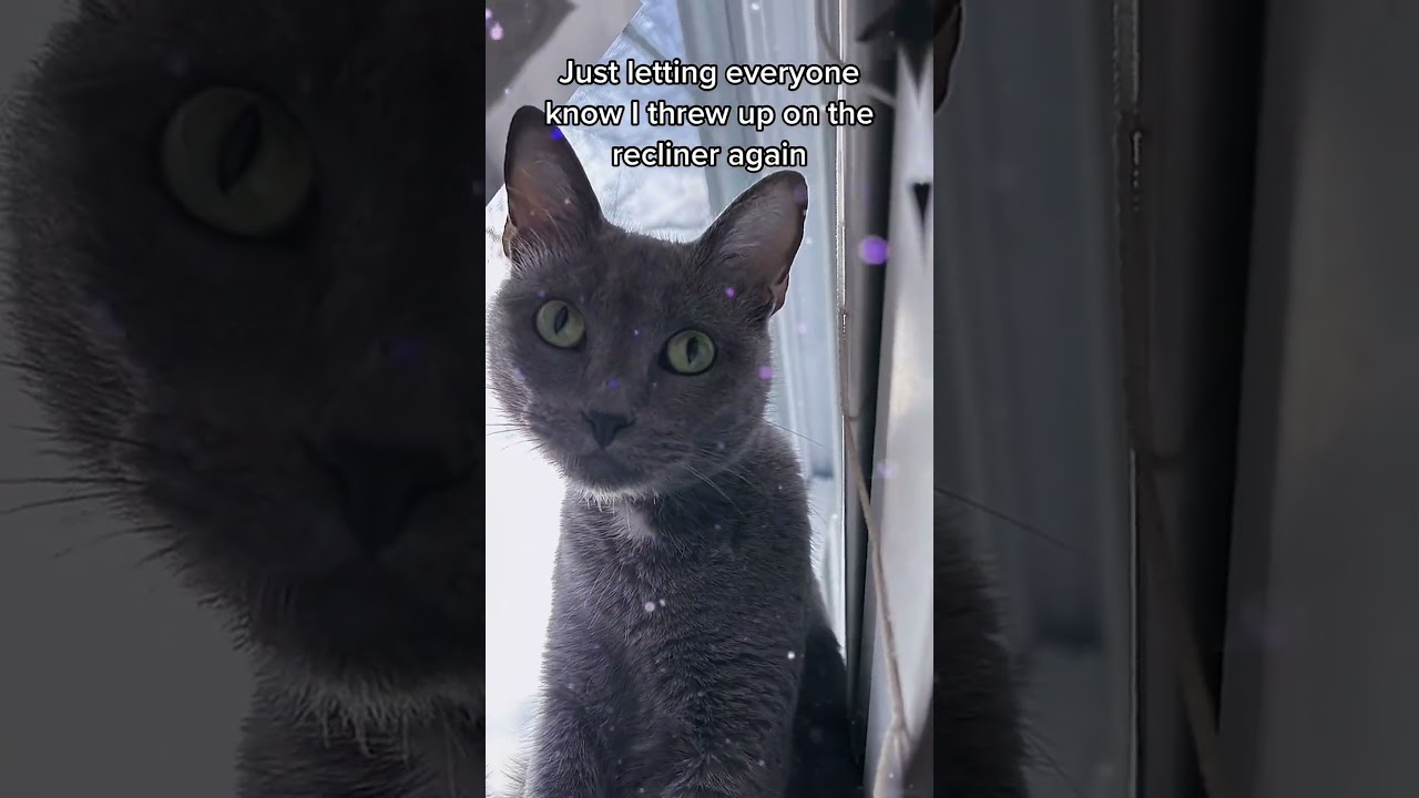 Cats hate tile floors: fun feline facts #cats
