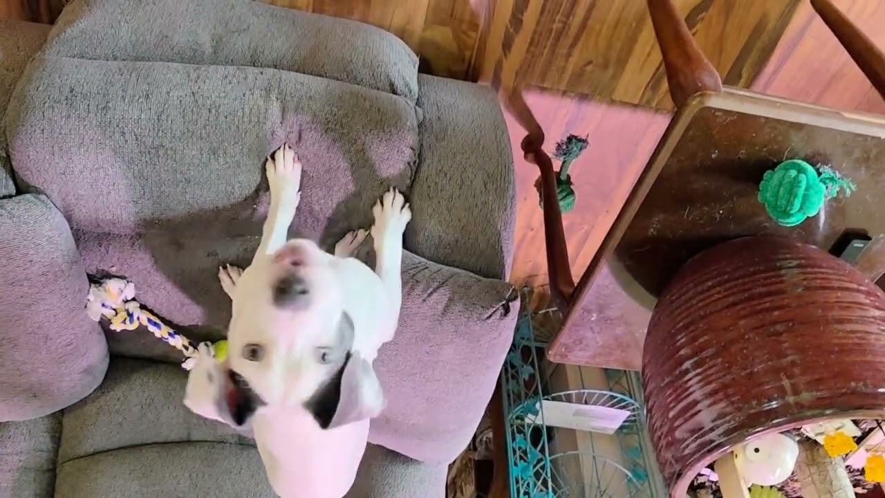New Walmart pet toy for Mayhem. Mayhem first reaction and Play results.  @WhiskerMayhem 