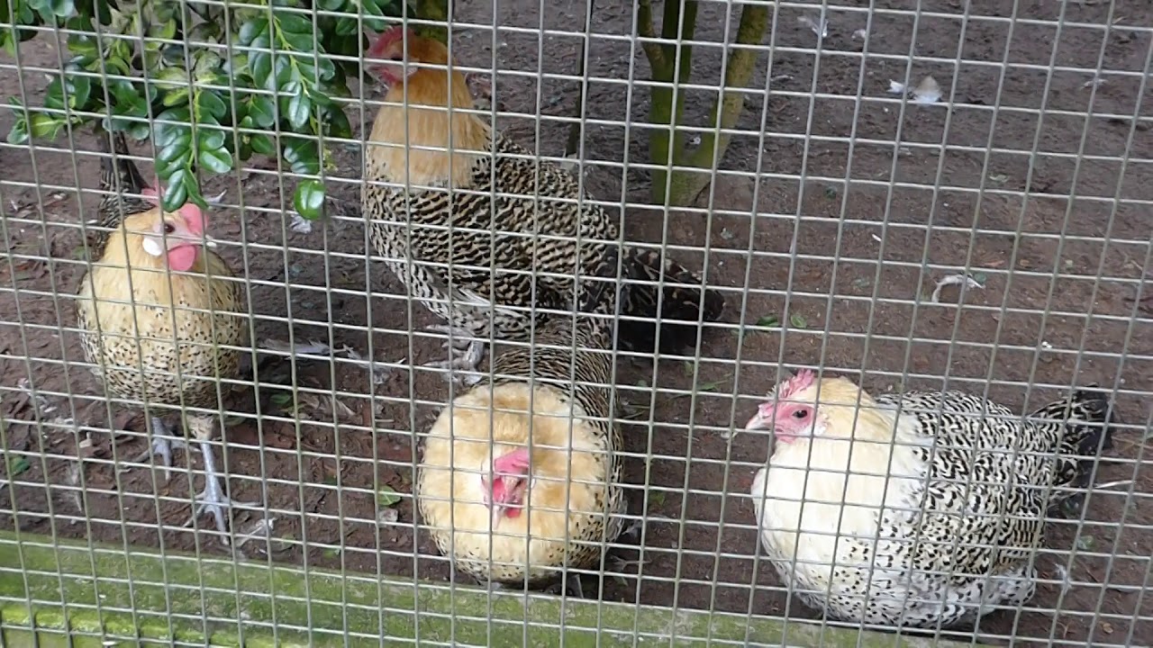 DE ZANDLOPER FRIESE RASSEN EN GEWASSEN