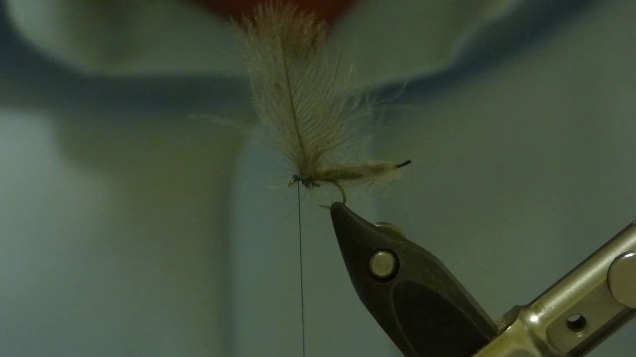 Leuctra Fusca
