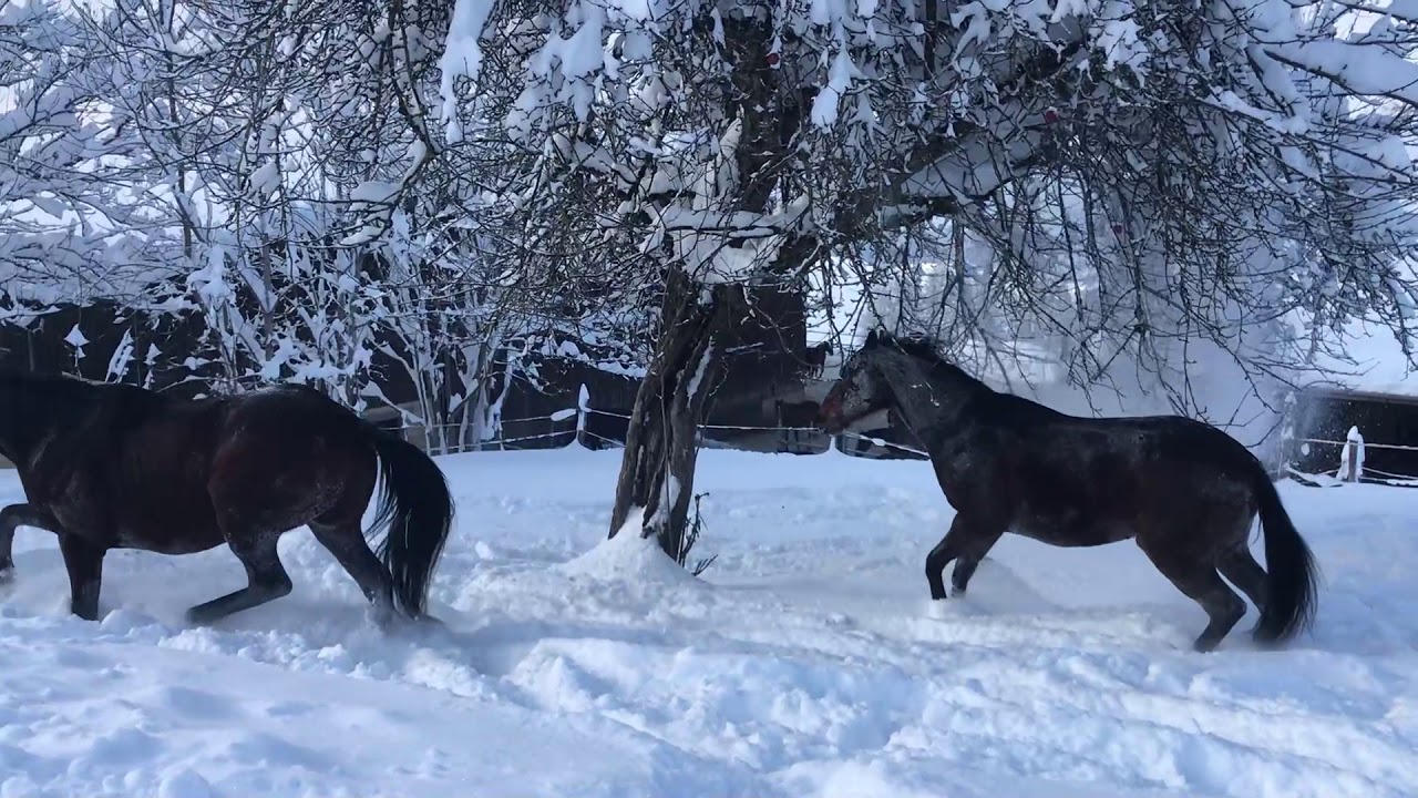Beautiful Horses Playing in the Snow
