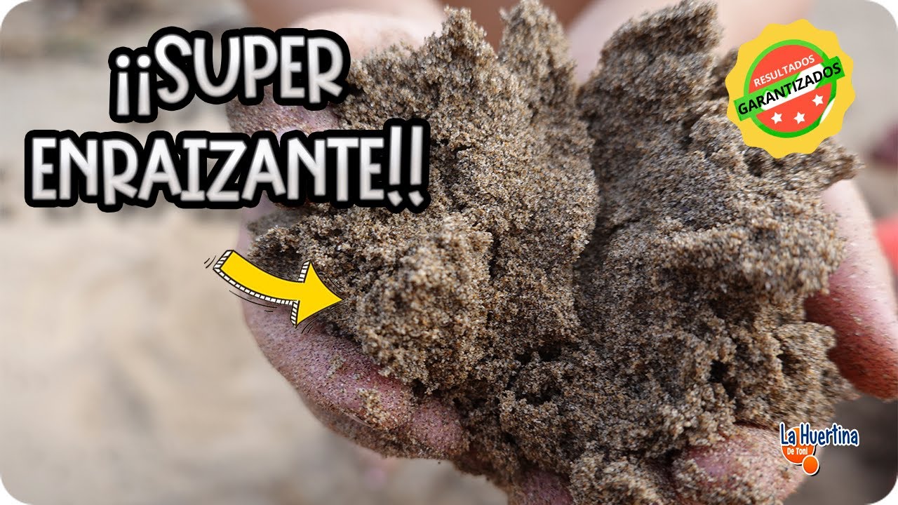Un Solo INGREDIENTE Para ENRAIZAR Cualquier ESQUEJE - Es MAGIA! | Esqueja cualquier planta!