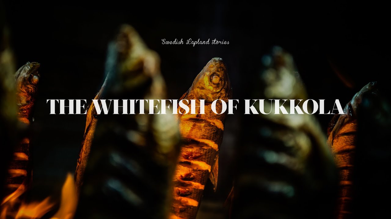 The whitefish in Kukkola