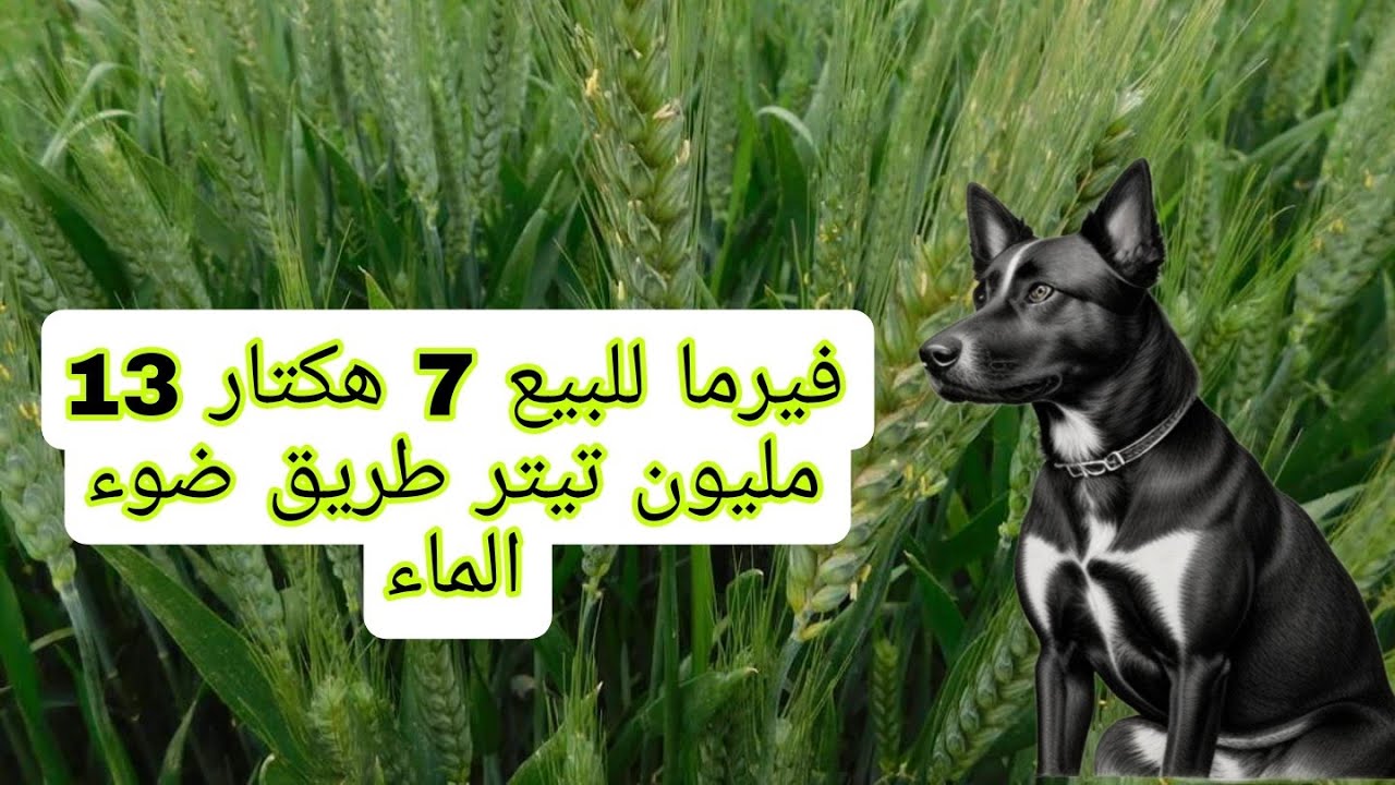 فيرما للبيع 13 مليون لهكتار  مجهزة طريق الماء ضوء محافظه أرض لغرس و زرع 0679444657