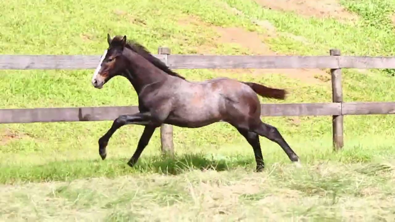 LOTE 3 - SIRIUS CARTEL