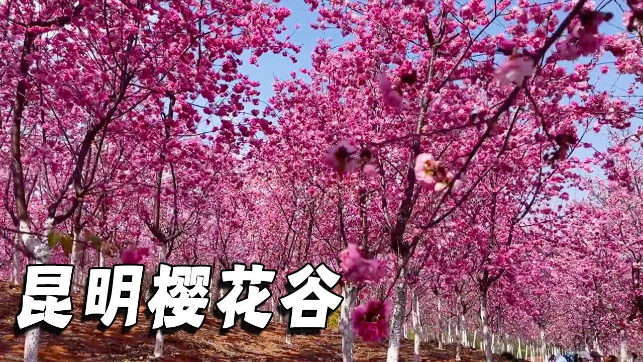昆明宜良山后的樱花谷正值盛花期，抓紧时间去看了，不过人很多【行走世界的北京老刘】