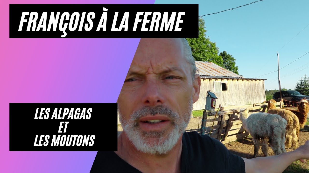 Les alpagas au Québec et la race de mouton ile de France