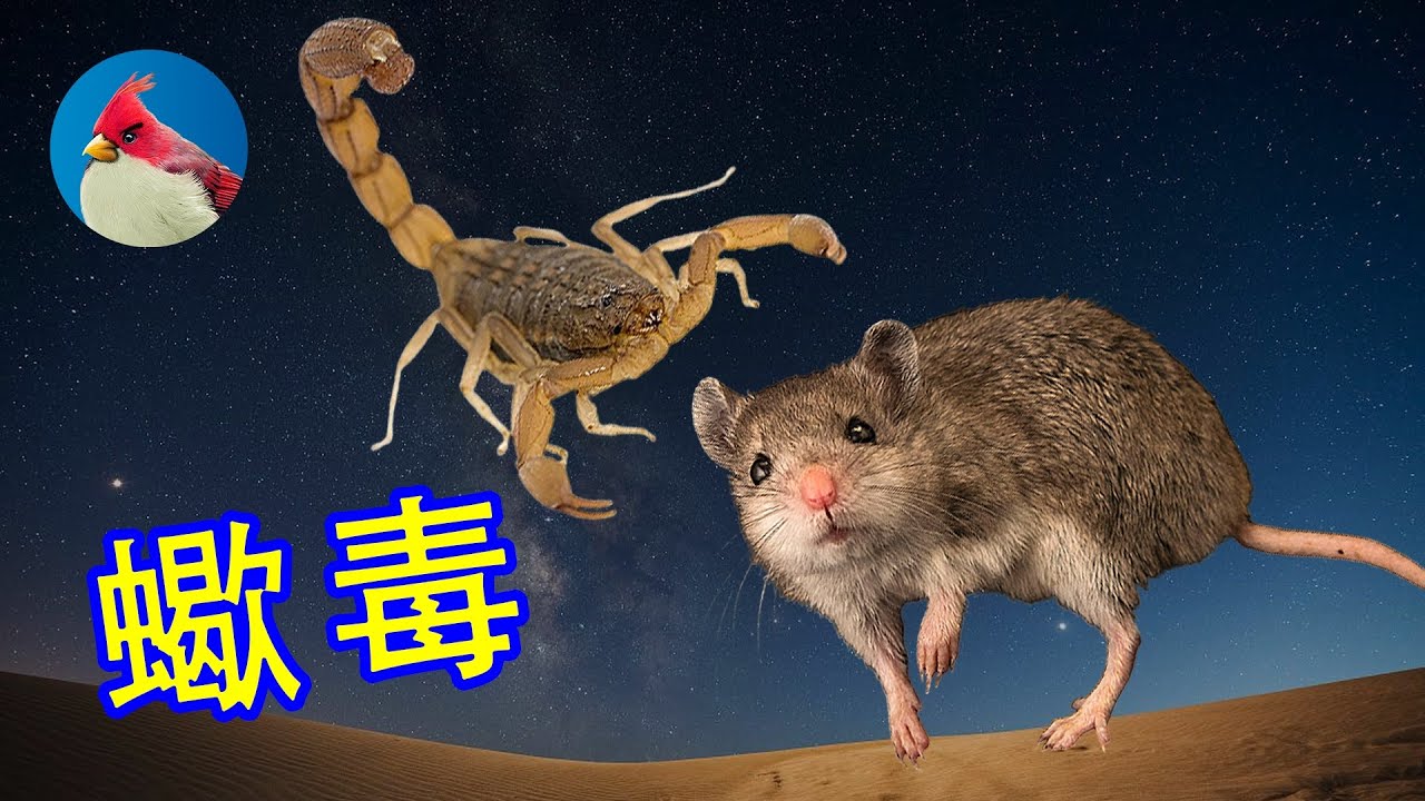 1只樹皮蠍，能毒死體重20Kg的小朋友，為啥卻殺不死20g的老鼠？Bark scorpion and Grasshopper mouse