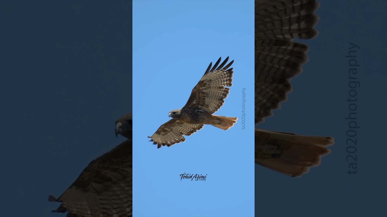 Red-tailed Hawk in flight #hawks #birdlovers #wildlife #birdsofyoutube #birdsofprey