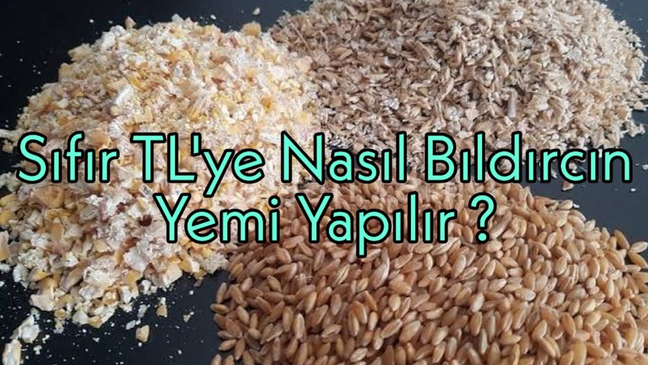Sıfır TL ' ye Bıldırcın Beslemek | Evde Bıldırcın Beslemek | Doğal Bıldırcın Yetiştiriciliği