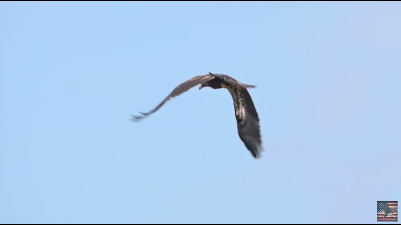Last Sighting of E21 in Nest Area (April 29, 2023)