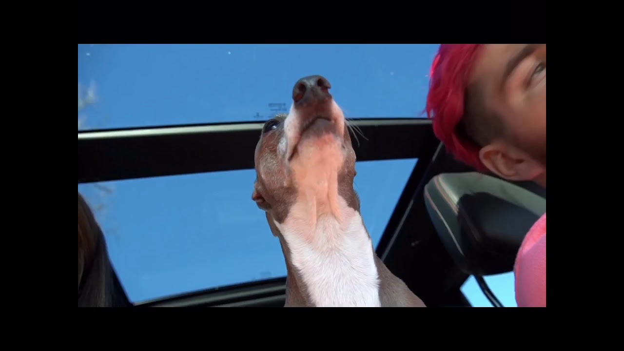 Kermit crying and being nasty for 3 minutes
