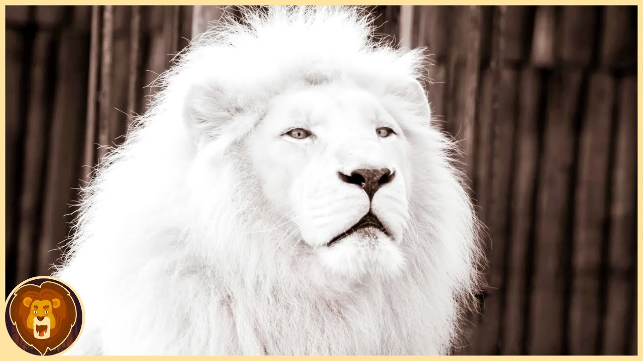 Die 10 seltensten Tiere der Welt