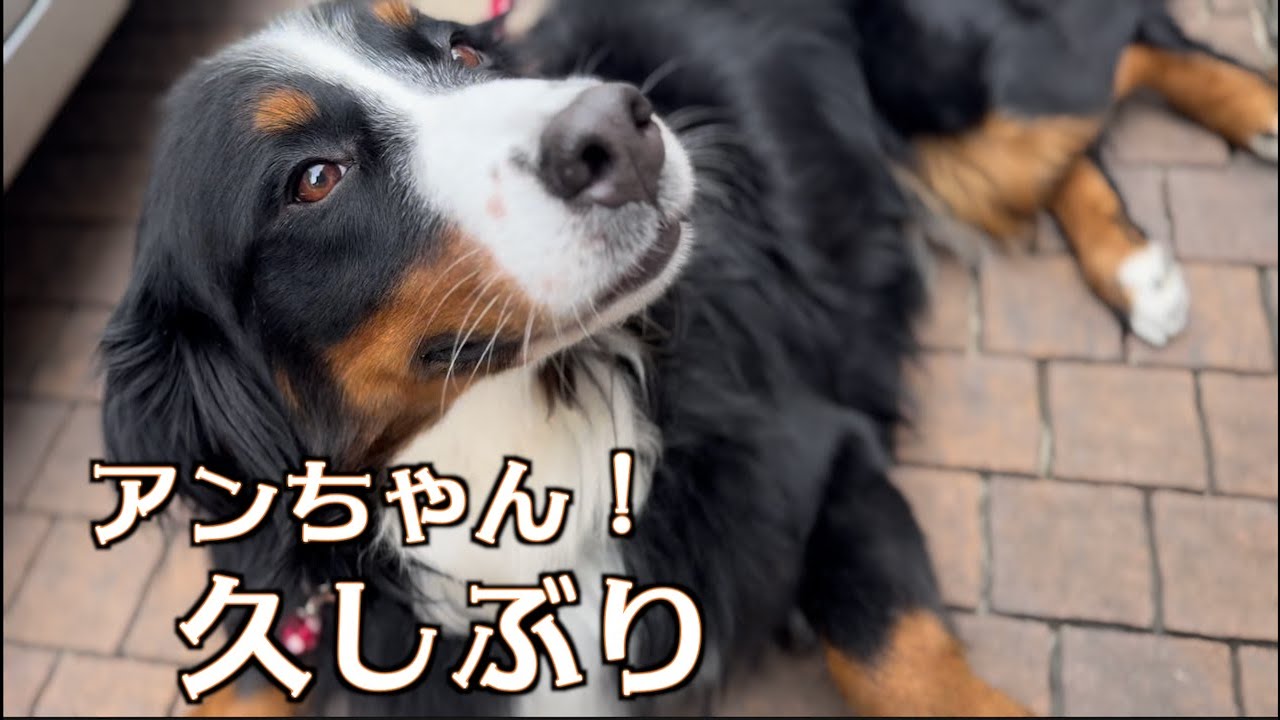 アンちゃんのお家に行ってきました
