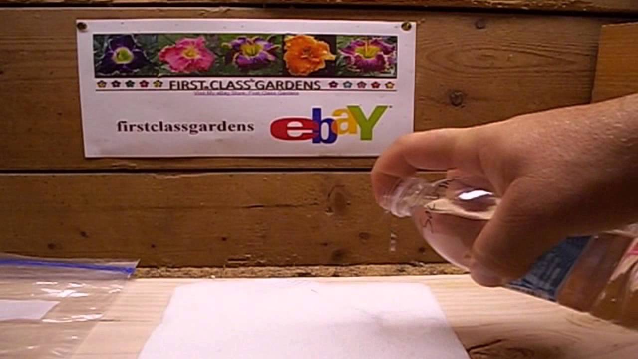Growing Giant Bamboo Fast - How to grow bamboo From SEED