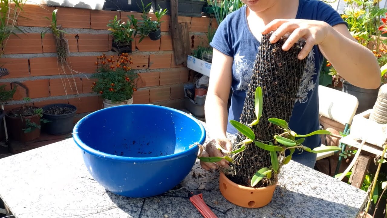 Passo a passo de como fazer uma torre para plantar orquídeas bulbophillum