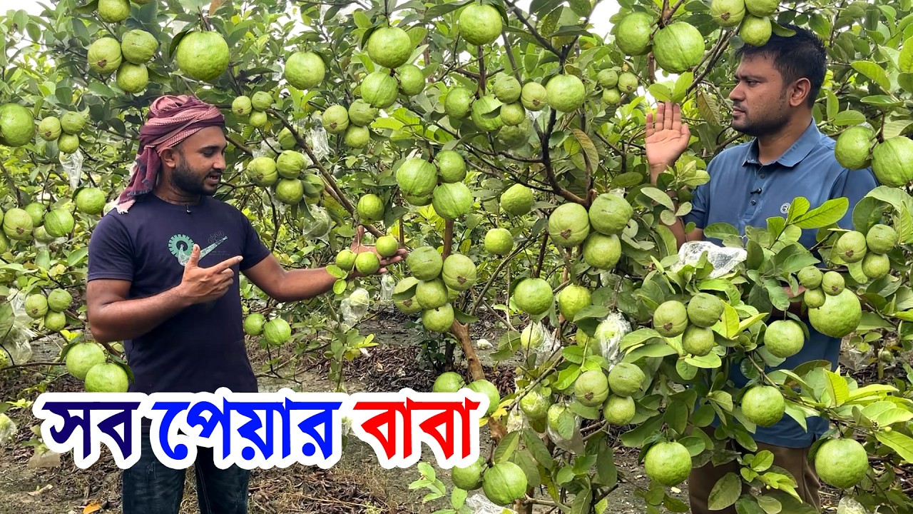 একটানা ১২ মাস গাছ থেকে ফল ছিড়তে পারবেন? | সর্বোচ্চ সাইজ পেয়ারার ১ কেজি- বারোমাসি গোল্ডেন-৫ পেয়ারা