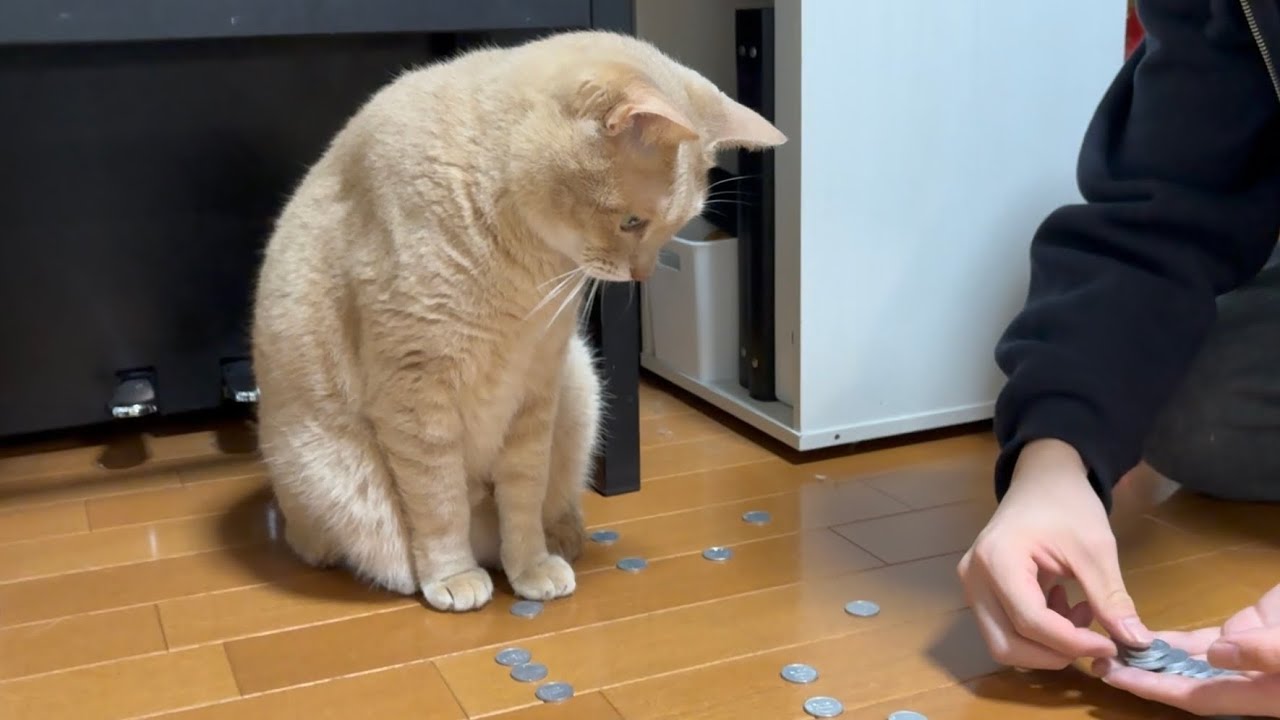 「で、何なん？」と思いつつ息子を見守る健気な猫