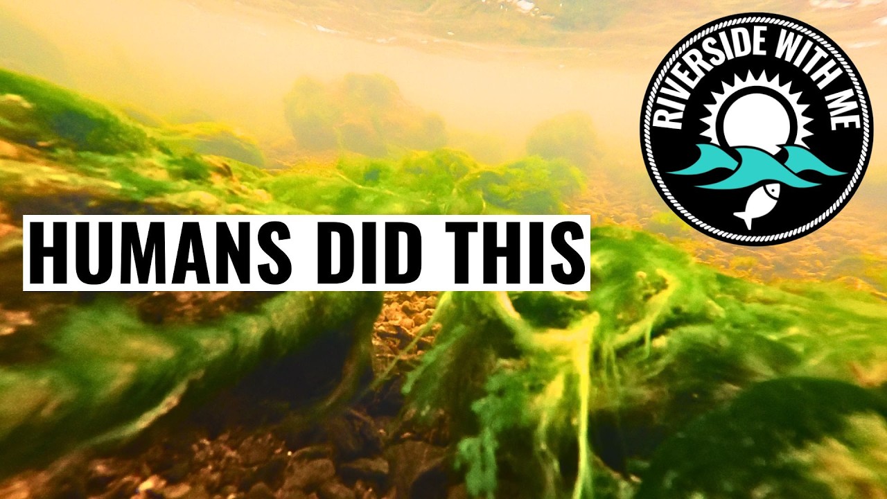 UNACCEPTABLE: This River Usk Tributary Is Being Destroyed