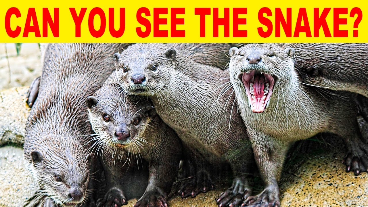 FIND THE HIDDEN ANIMALS | NO ONE CAN FIND ALL THE HIDDEN ANIMALS!! | 100% FAIL | PUZZLE | BRAIN TEST