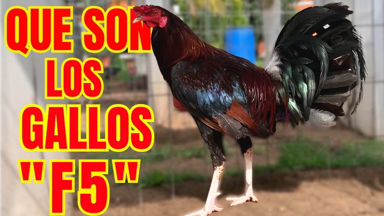 QUE SON LOS GALLOS 